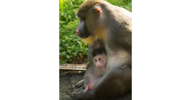 マンドリルの赤ちゃんが誕生しました At Animal Kingdom