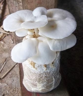 jamur tiram merupakan salah satu jenis jamur pohon hal itu alasannya yaitu memang jamur ini paling Manfaat Jamur Tiram Bagi Kesehatan