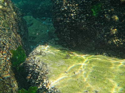 Marea Neagra Black Sea underwater images poze subacvatice Guvidul de mare (Gobius cephalarges)