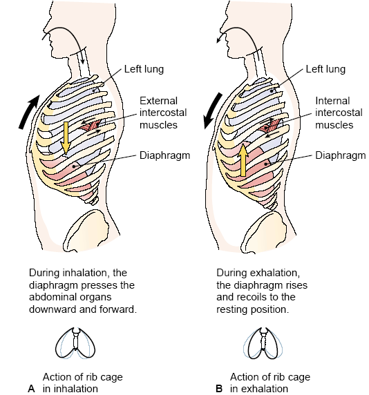 amudu Ventilatory System (Pulmonary Physiology)