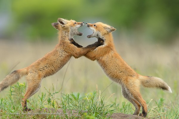 Sparring Red Fox Kits