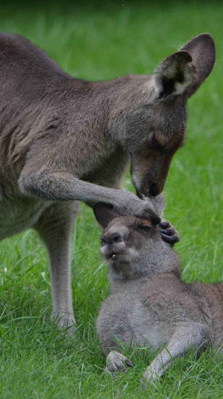 Kangaroo grooming. Kangaroo grooming.