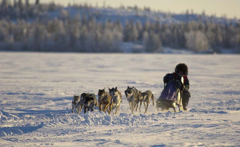 Dogsledding in Yellowknife, Canada