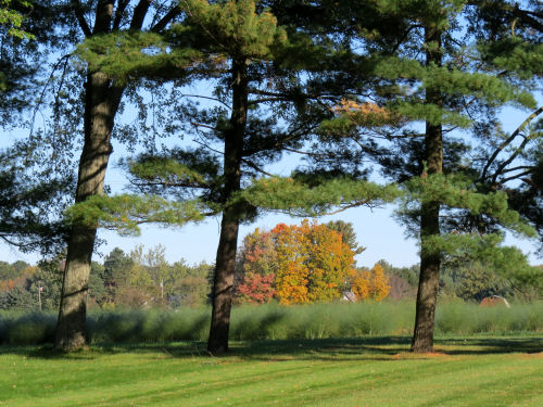 asparagus field through trees with shadows