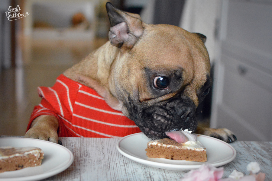 Hundekuchen Rezept Kuchen für Hunde selbst backen Carob Geburtstagskuchen Hund Bully Hundekuchen Rezept Kuchen für Hunde selbst backen Carob Geburtstagskuchen Hund Bully
