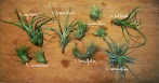 Air Plants Types / 18 Types Of Air Plants For Your Home Ftd Com : Love air plants but need some inspiration on what terrariums to use for them?