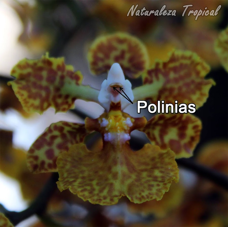 Localización de las polinias en la orquídeaTrichocentrum undulatum, Oreja de Burro