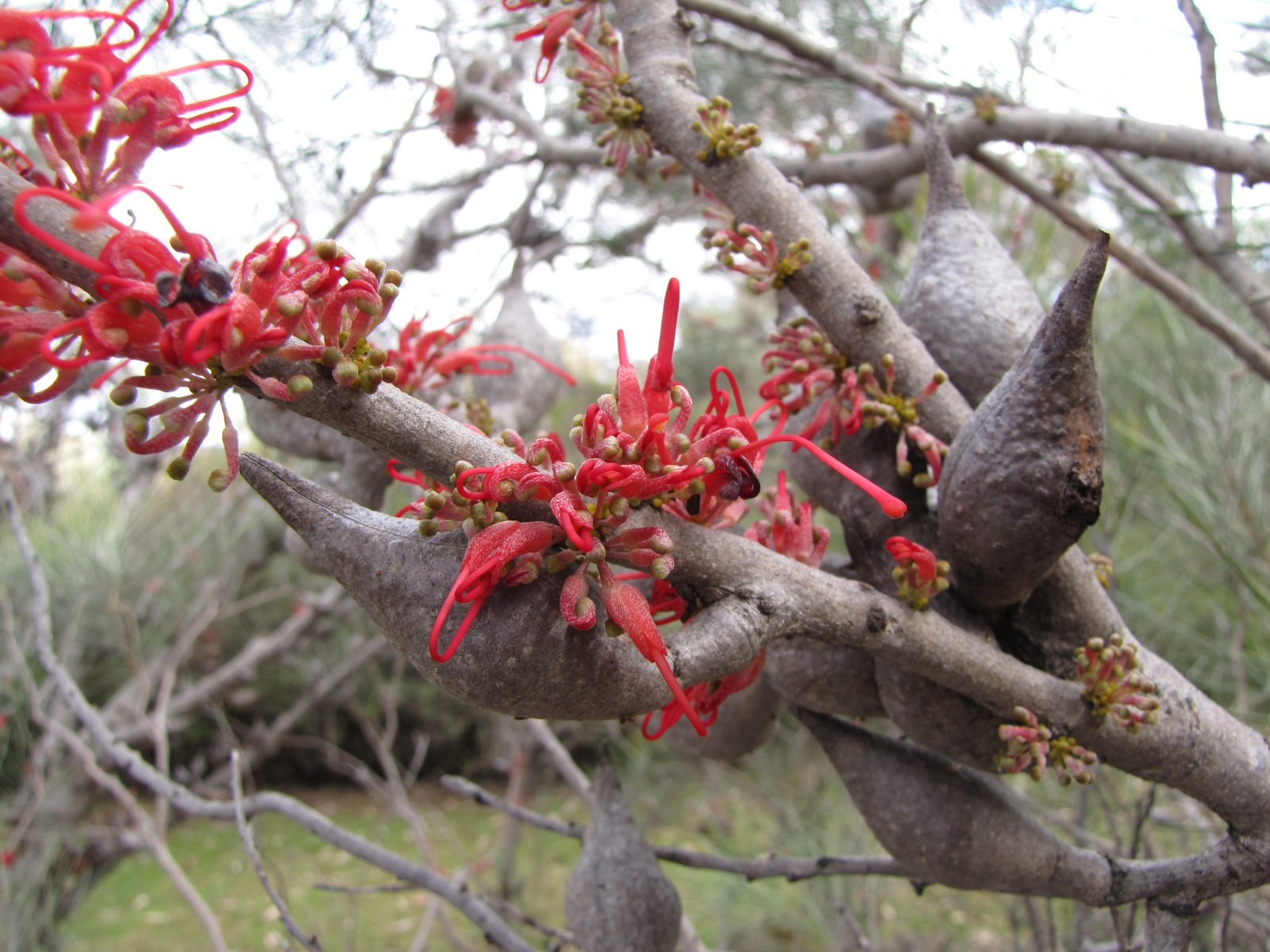 Flora Friday in Oz: May 2012