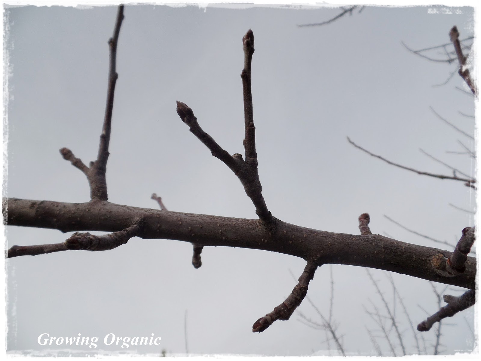 Growing Organic Where Does the Fruit Grow? Identifying Apple and Pear