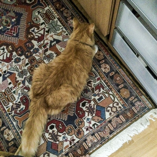 gustav, katt gustav, katt