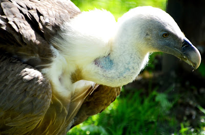 Gänsegeier, Griffon aasvoël, Shkaba Griffon, Griffon vulture Vogel, bird, oiseau, Uccello, Pássaro, птица, pájaro, kuş, chim, vták, pták, madár, птушка, zog, ptica, птица, lintu, πουλί, птица, fågel, kuş, madár, zog