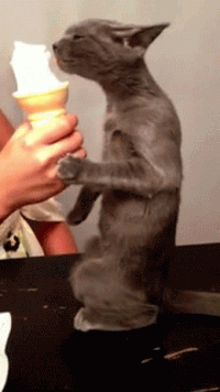 Funny cats - part 222, best funny cat gifs, cat gifs, cute cats