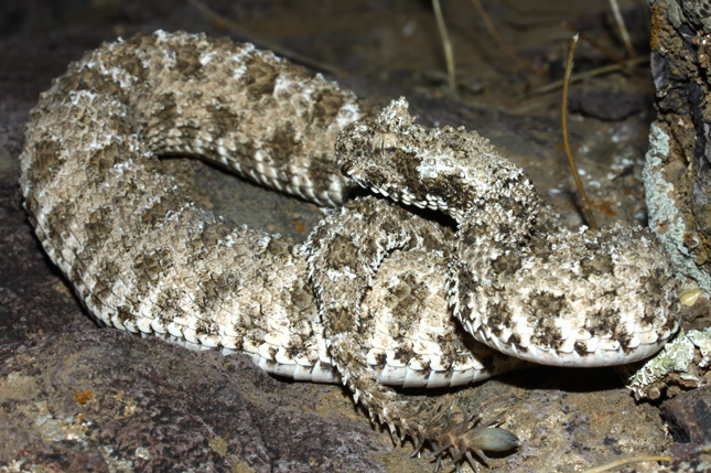 Impurest's Guide to Animals #102 - Spider Tailed Horned Viper