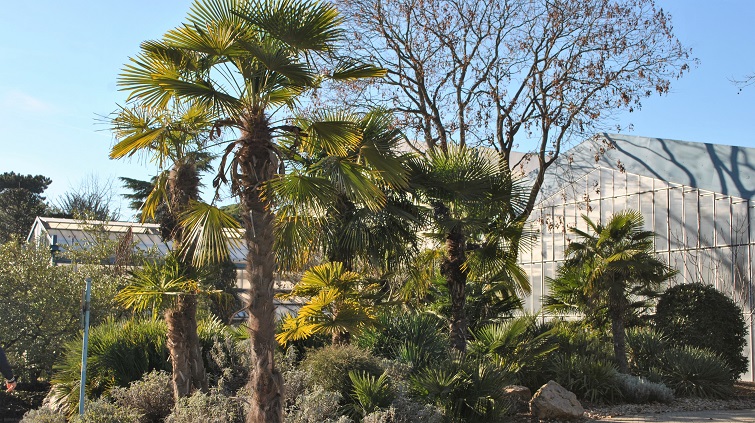 Palmen und Tropenflora Pflanzenschauhaus Luisenpark Mannheim