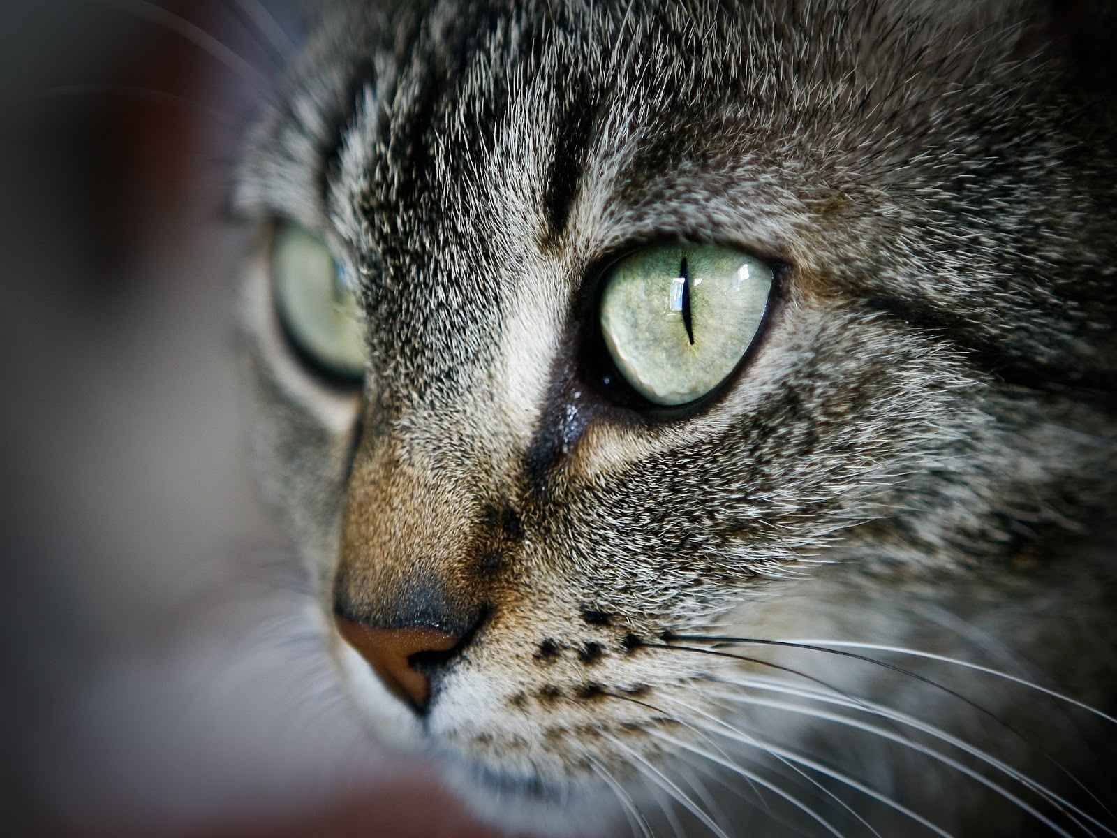 HD Wallpapers and Backgrounds of animals and pets: Foxes, Horses, Tiger, Dogs, Cats, Squirrels, Rabits and Others