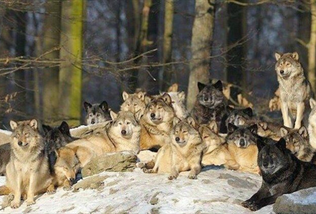 facts about wolves facts about wolves