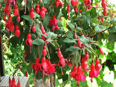 KÜPE ÇİÇEĞİ (Fuchsia triphylla)
