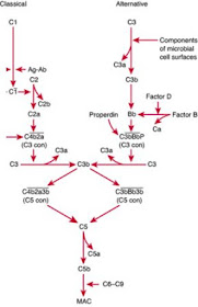 Biology Exams 4 U: Notes on Complement system: The troop of serum ...