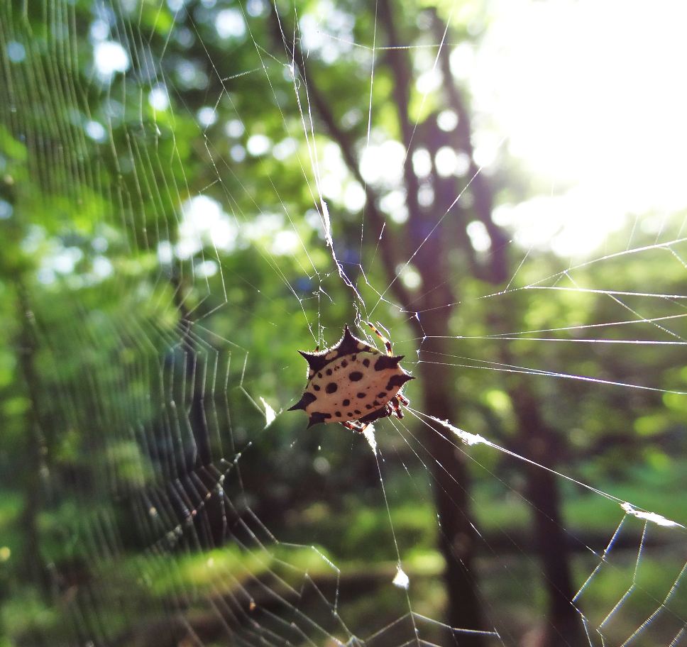 HTownWest Photo Blog Jewels spider (crab spider) in Houston Park