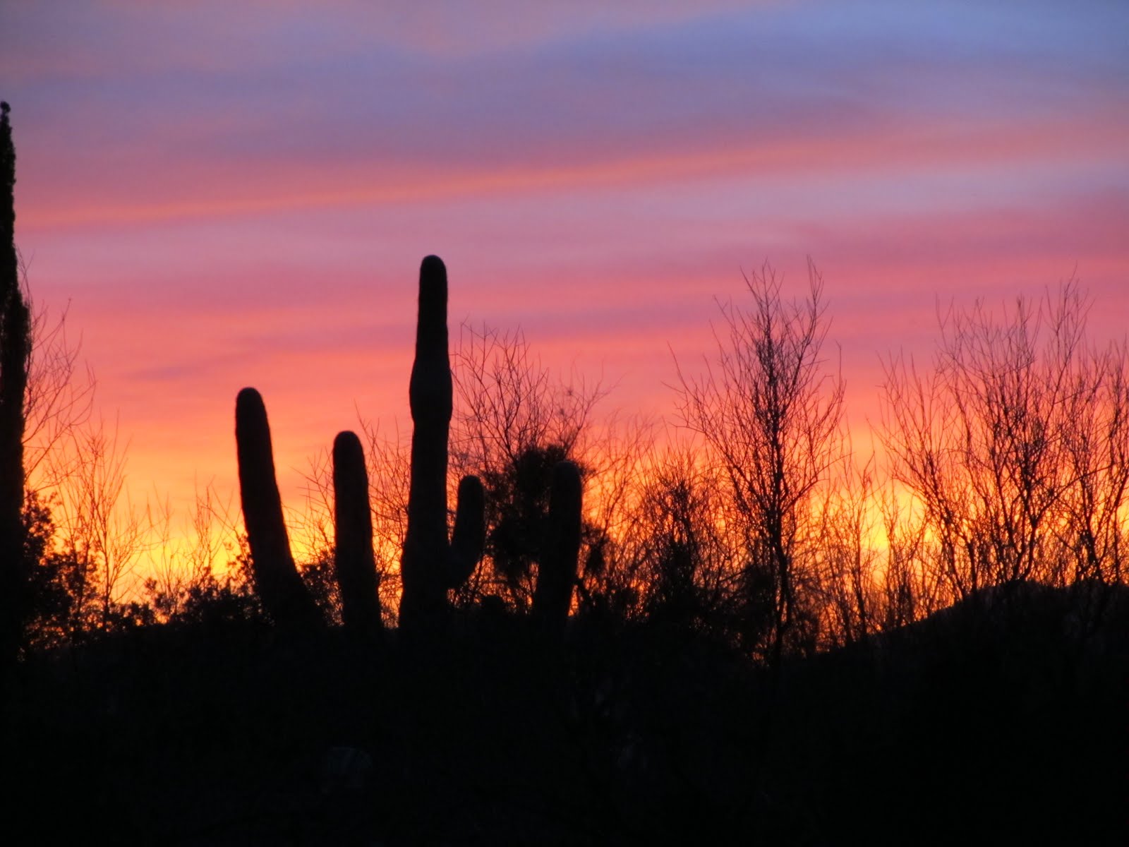 In the Sonoran Sun: The Desert Spring