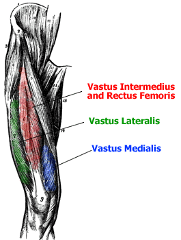 quadriceps-anatomy%255B1%255D.gif