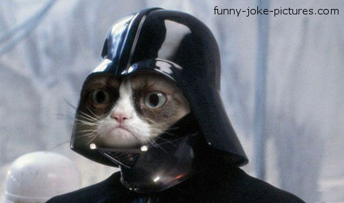 Grumpy Cat Darth Vader ~ Silly Bunt Funny Grumpy Cat Darth Vader ~ Silly Bunt Funny