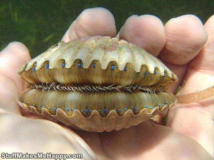 2. These blue dots are the eyes of the scallop that he is watching you