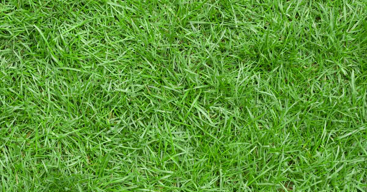 The Different Types of Zoysia Grass - Best Manual Lawn Aerator