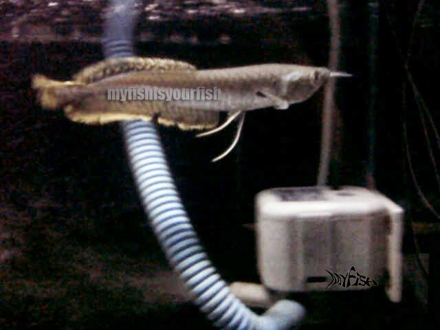 MYFISH: Arwana