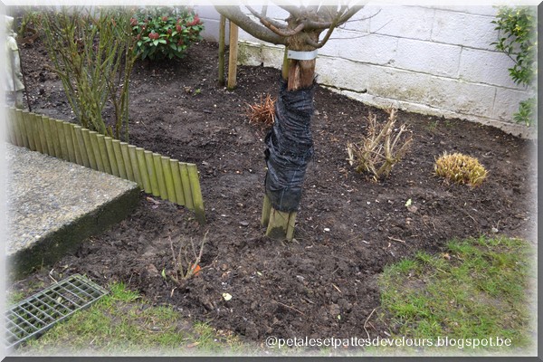 Top Five Viburnum Tinus Lisarose