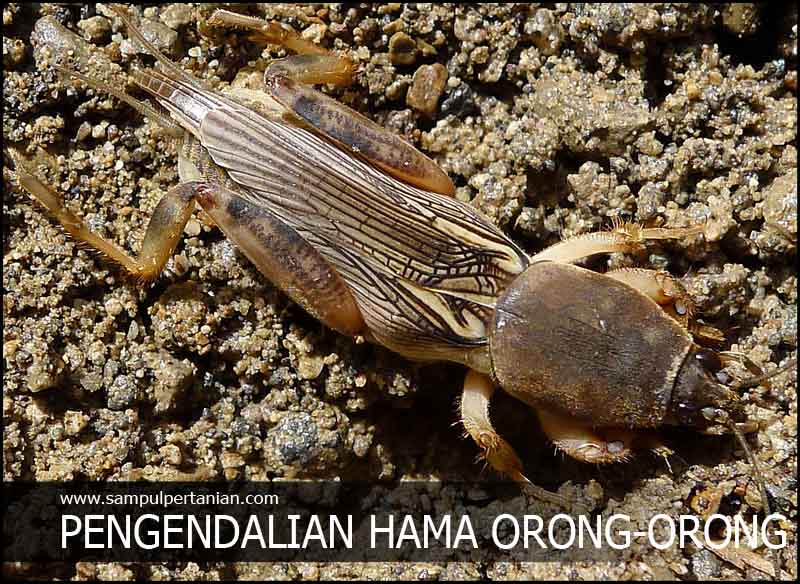 20 Gambar Hewan Orong Orong Koleksi Kekinian