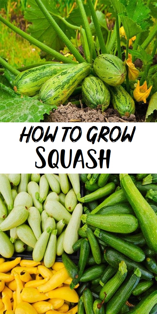 How to Grow Squash Organic Gardening