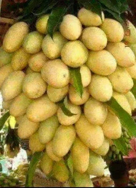 Subhanallah, Tanaman-tanaman Ini Tumbuh di Luar Nalar Manusia