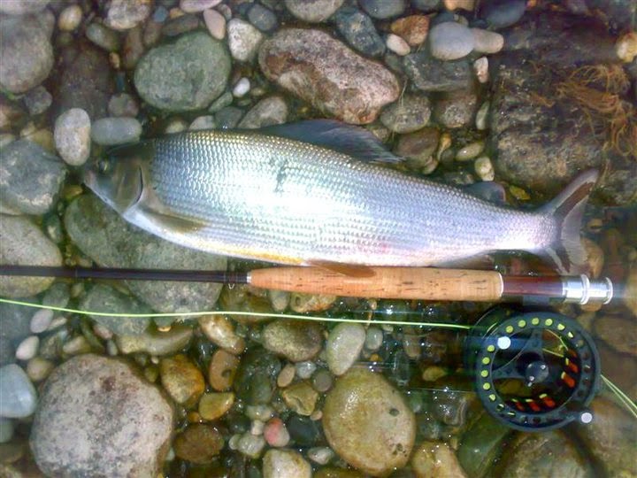 Grayling from Drina