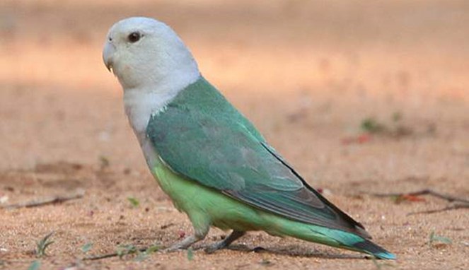 Burung Peliharaan Paling Mahal di Dunia Burung Peliharaan Paling Mahal di Dunia