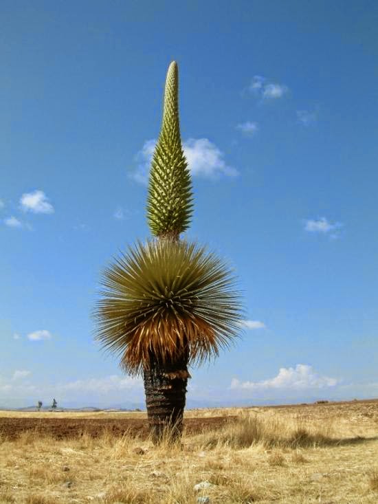 Plants in danger The biggest and unusual rare plants in the world