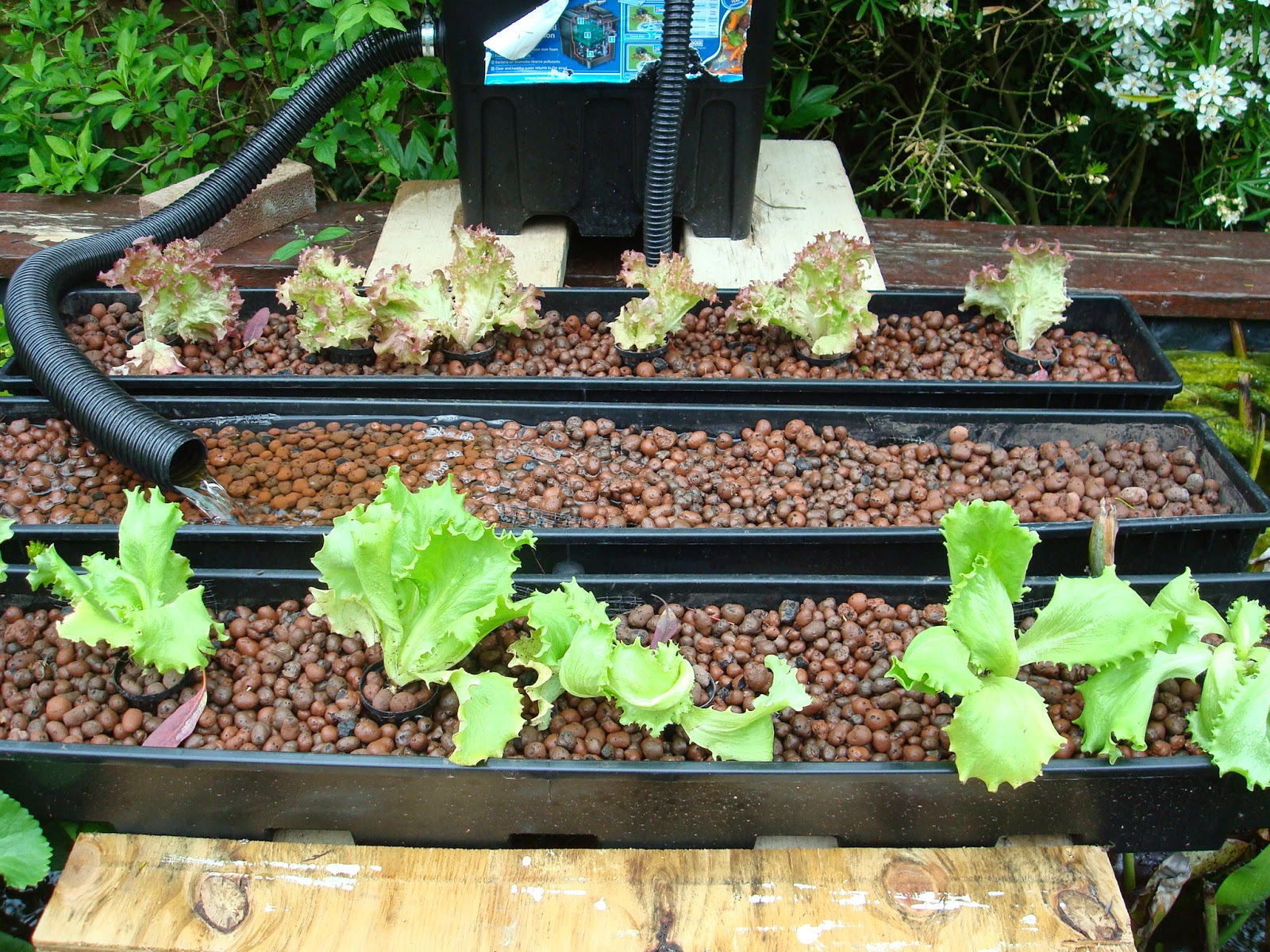 Being Self Sufficient In Wales: Watercress and Aquaponics