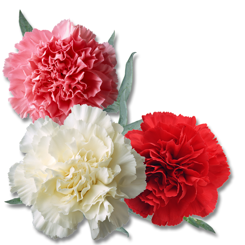 carnations