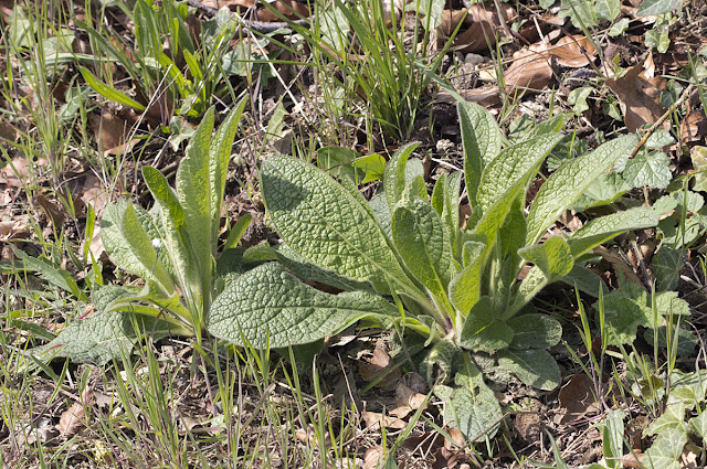 Ploughman's-spikenard, Inula conyzae.  Nashenden Down Nature Reserve, 14 April 2012.