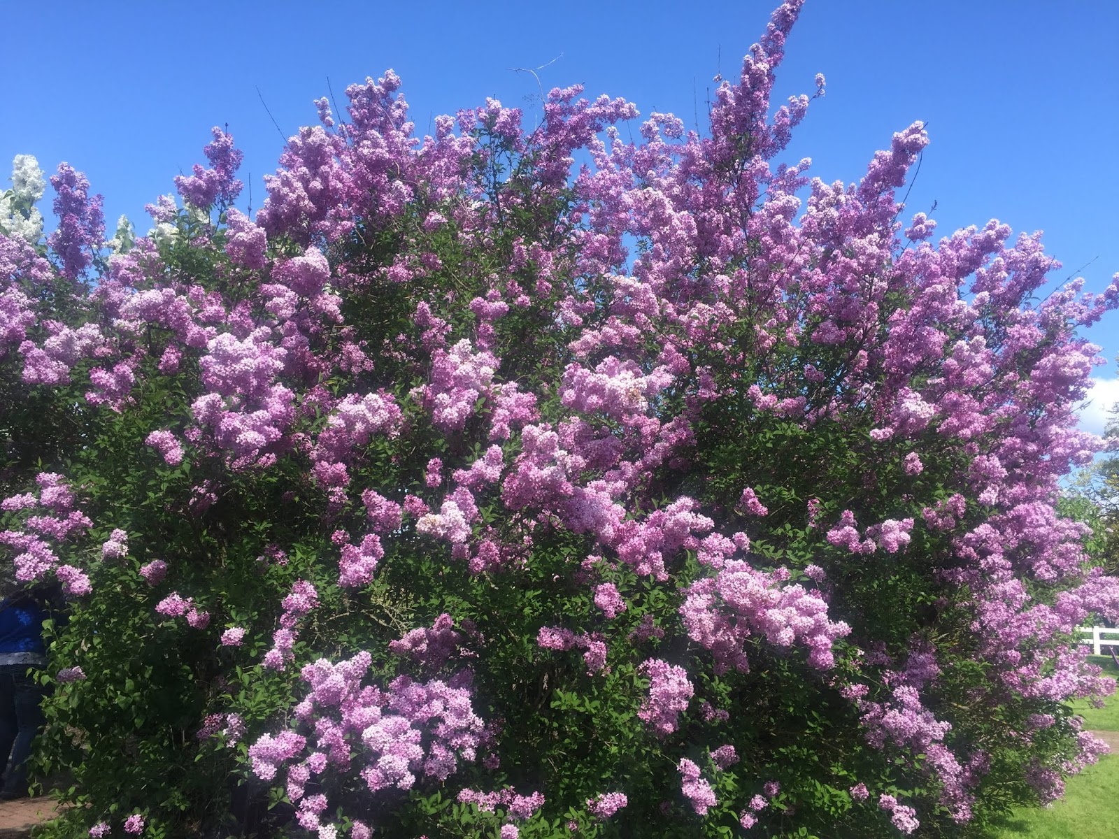 Lilac Syringa Vulgaris Macedonia Nature