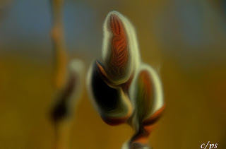 Weidenkätzchen, katwilg, vrbina maca, willow catkin, Weidenkätzchen, katwilg, vrbina maca, willow catkin, Corylus maxima, Salix spec, Реса̀, ко̀тенце, Ament, Amento, Chaton mâle de saule, Hariliku sarapuu urvad,