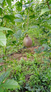  gulupa - passiflora edulis 