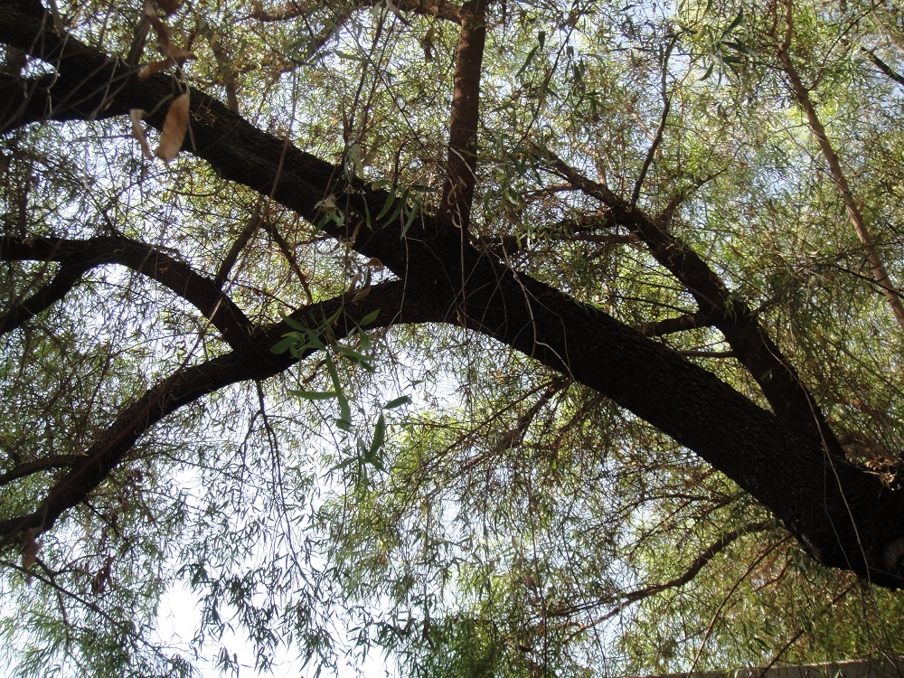 Xtremehorticulture of the Desert African Sumac Yellow Leaves and Leaf Drop