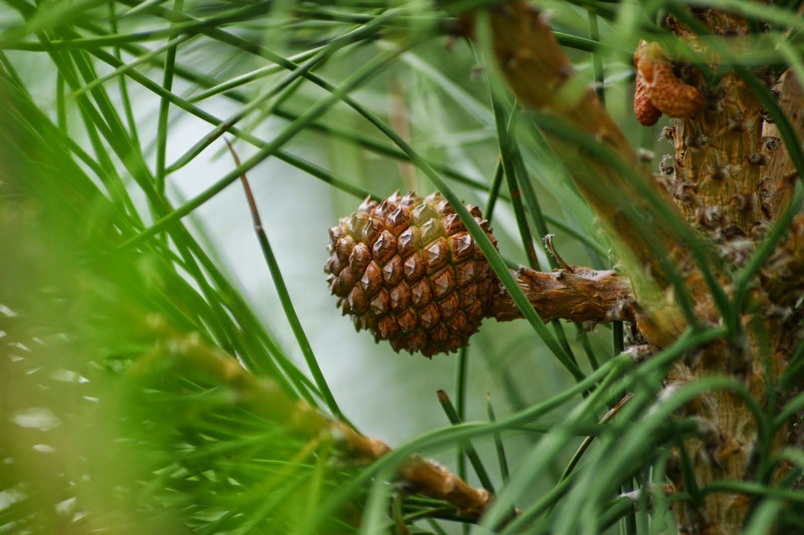 GNR aprende 26 toneladas de pinhas em Fernão Ferro