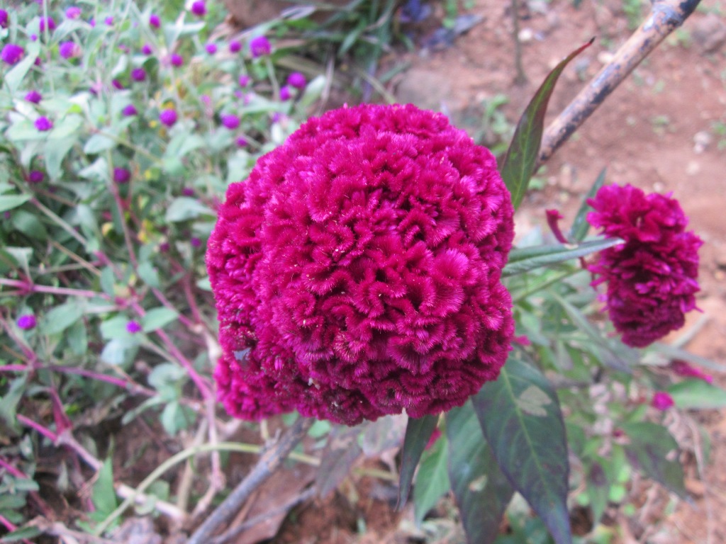 NATURE'S BEAUTY Velvet Flower