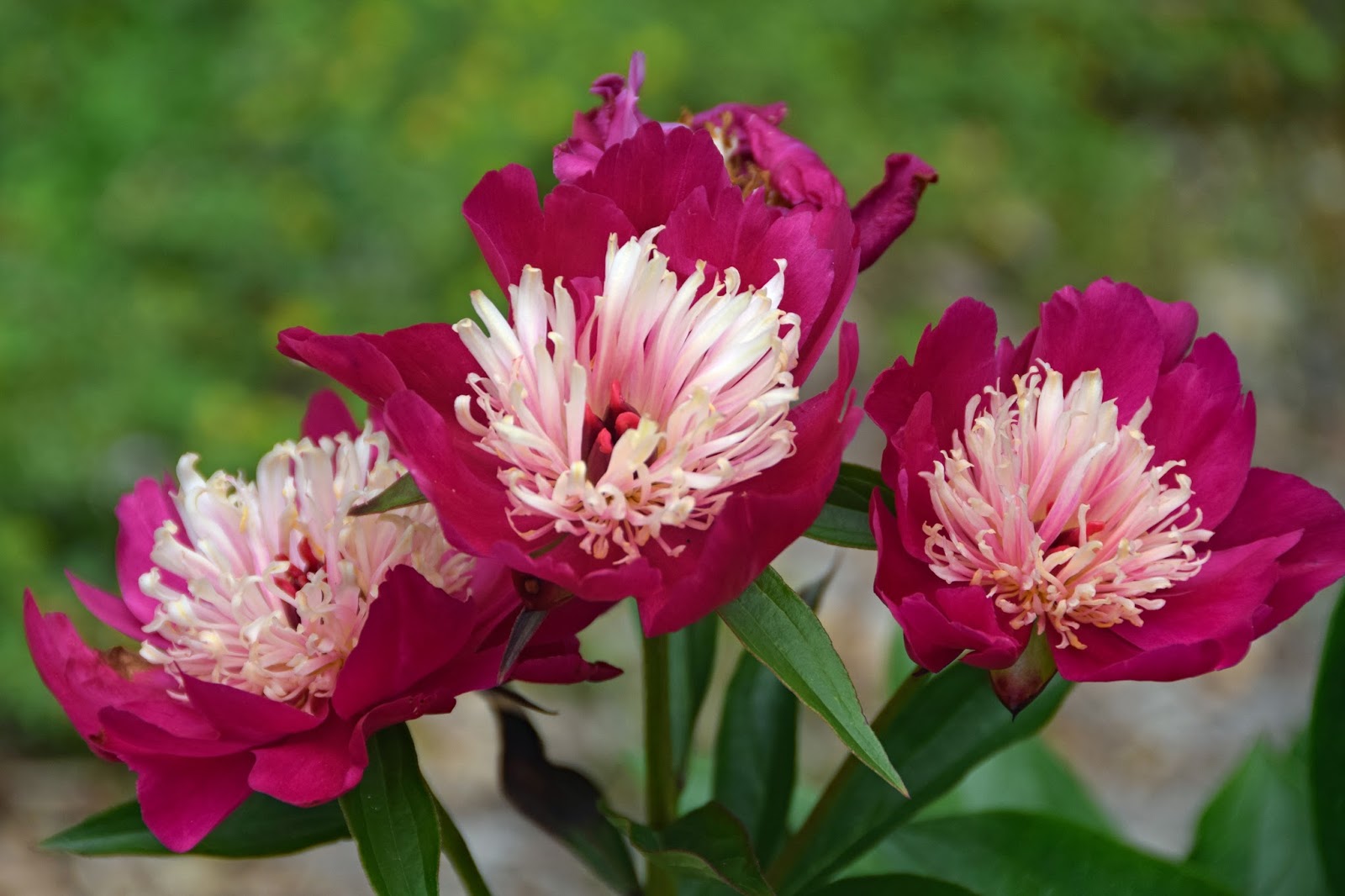 Southern Peony 2017 Peony Bloom Clusters Late Season