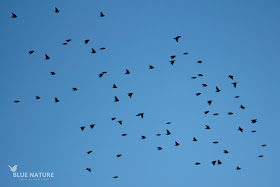 Bando de estornino negro - Spotless starling flock (Sturnus unicolor)