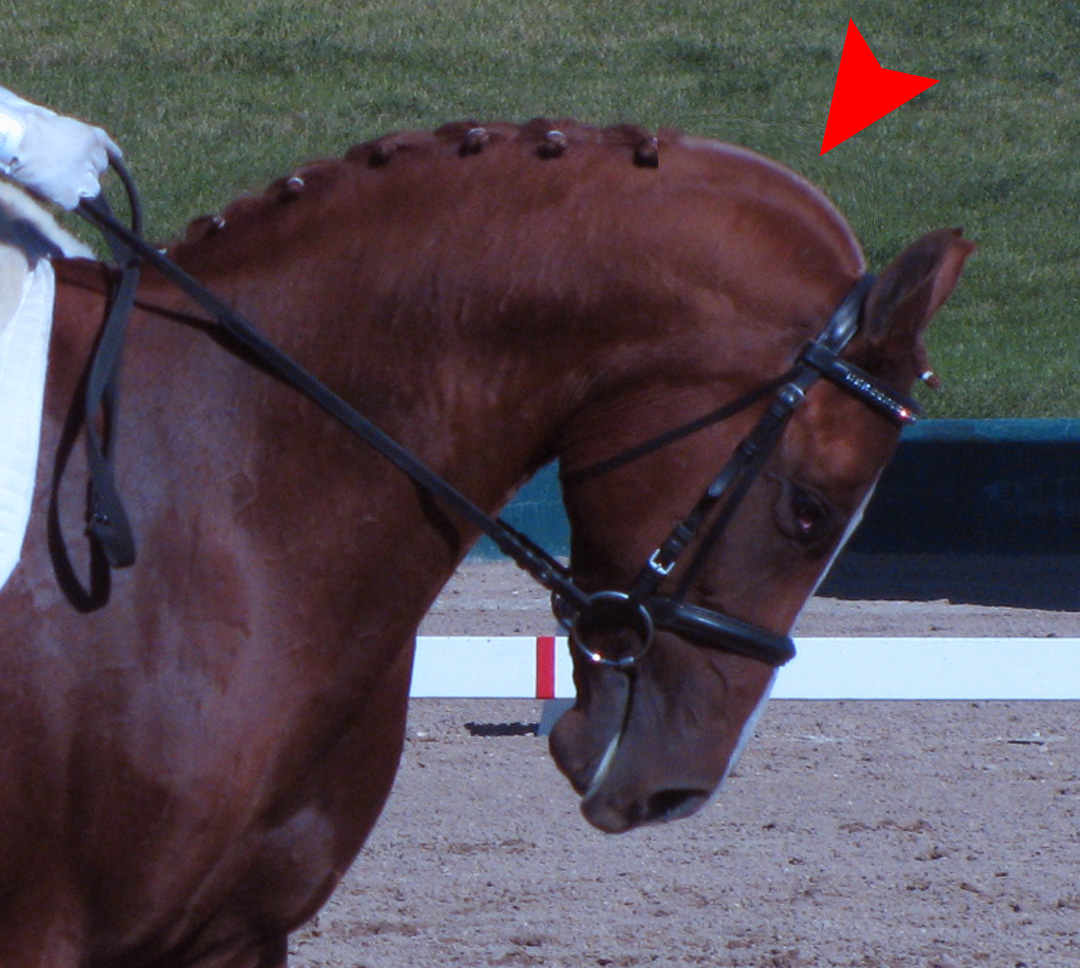 Musings at Minkiewicz Studios LLC Equine Anatomy and Biomechanics A