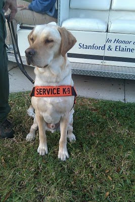 Picture of Toby (taken this month) of him wearing his 'service K-9' outfit, for Search & Rescue