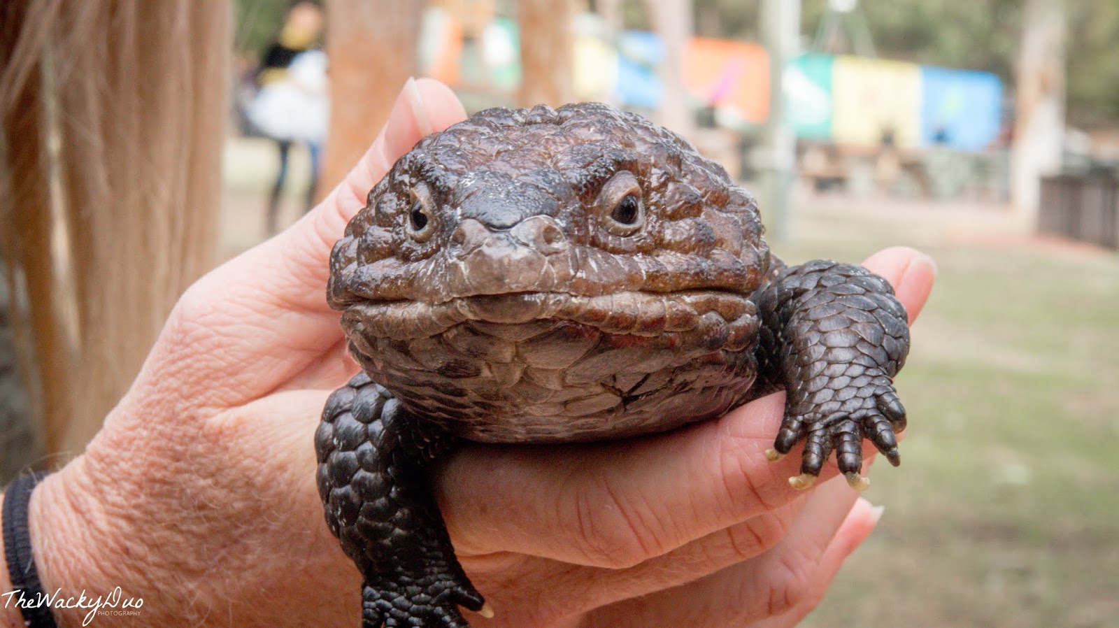 Australian Reptile Park Sydney Review - TheWackyDuo.com - Singapore